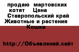 продаю  мартовских  котят. › Цена ­ 6 500 - Ставропольский край Животные и растения » Кошки   